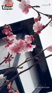 В Саду Дружбы расцветает сакура