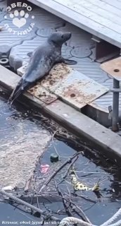 Тюленя, замеченную в центре Петербурга, поселили в Фонд друзей балтийской нерпы