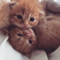 Психологи назвали поцелуи одним из лучших способов борьбы со стрессом