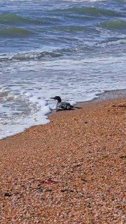 Иллюстрация 1