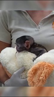 «Собака» вместо мамы: история обезьянки Панча повторилась в Мексике