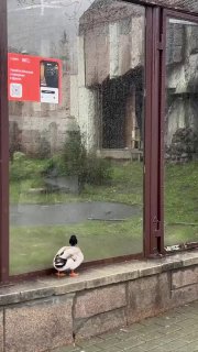 Московскому манулу Тимофею не везет в личной жизни