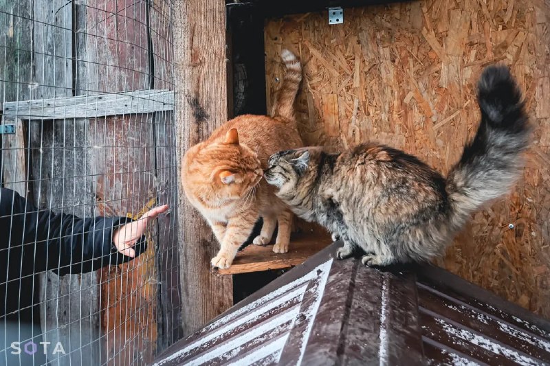 Штрафы за выбрасывание животных предлагают увеличить до 30 тысяч рублей