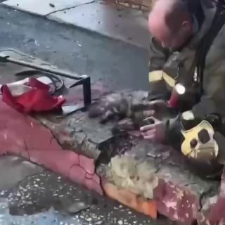 В Тюмени спасатели спасли кота после пожара в квартире