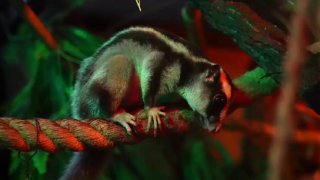 В Московском зоопарке поселилась самка полосатого кускуса Баранка