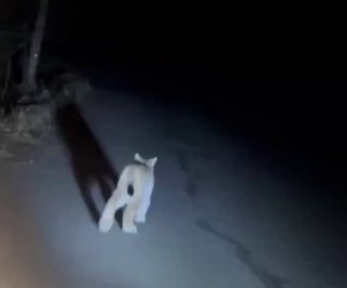 Иллюстрация 1