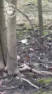 В Питере заметили белого воробья с редкой мутацией