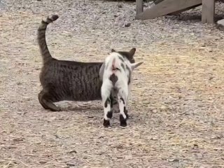 Маленький козленок пытается играть с котом