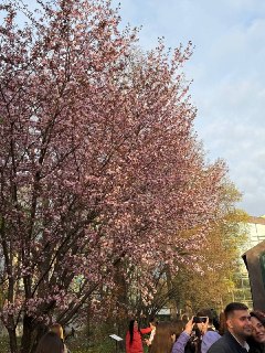 В «Аптекарском огороду» зацвели сакура и магнолия