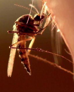 Почему комары мочатся во время укуса