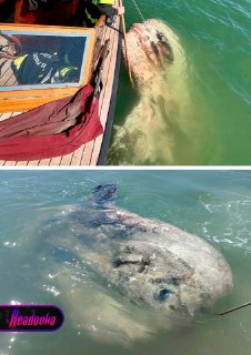 Луна-рыба весом более тонны вызвала транспортный коллапс в Венеции