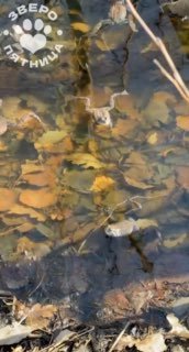 Волонтеры в Петербурге помогают жабам и лягушкам добраться до мест нереста