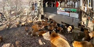 В Японии находится «деревня лис» Zao Kitsune Mura