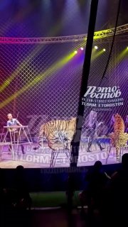 Тигр выбежал в зрительские ряды в цирке Ростова-на-Дону