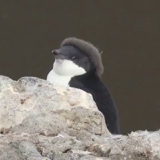 Пингвинёнок в берете: милота дня