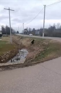 Медвежонок выбежал на дорогу в Подмосковье