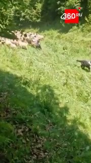 Пастух с собаками отбил стадо овец у медведя в Дагестане