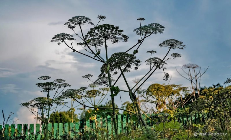 Россиянам грозит штраф за неправильную обработку дачных участков от вредителей