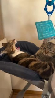 Трансляция соревнований по «Тыгыдлану» прервалась из-за драки участников