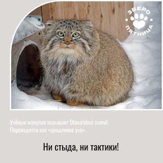 Особенности внешности и характера манула