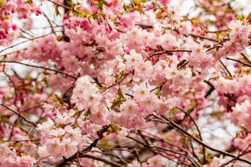 Цветение сакуры на Литейном проспекте