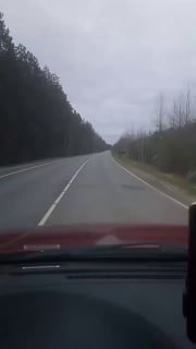 В Подмосковье лось осознанно переходит дорогу, убедившись в безопасности