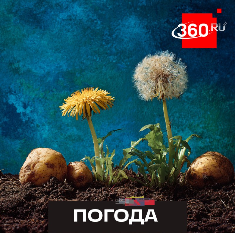 Агрономы назвали идеальное время для посадки картофеля в Подмосковье