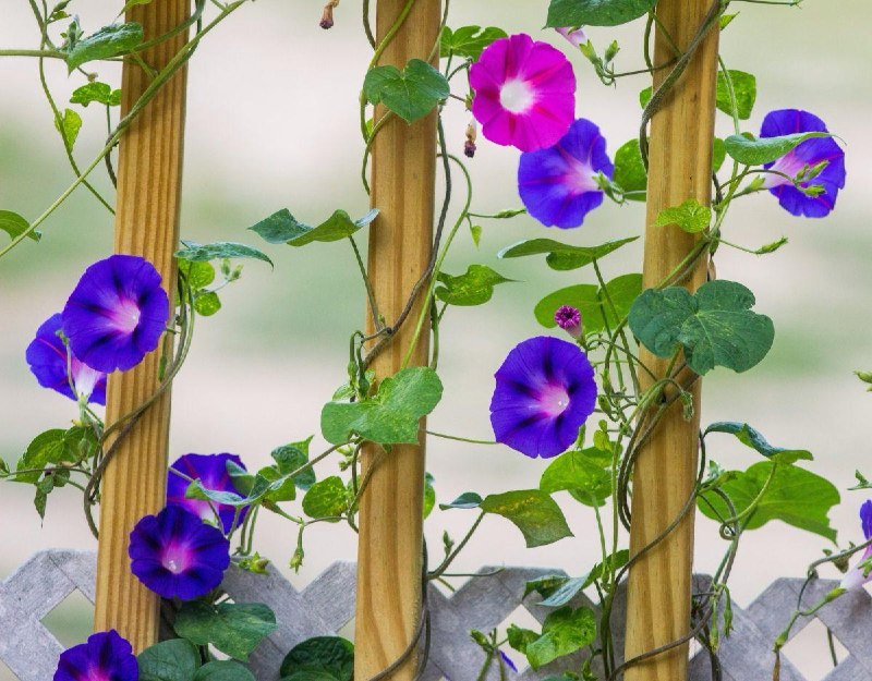 Россиянам грозит уголовная ответственность за выращивание «вьюнка»