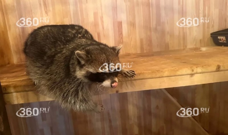 Хозяин кальянной в Саратове опроверг обвинения в жестоком обращении с енотом