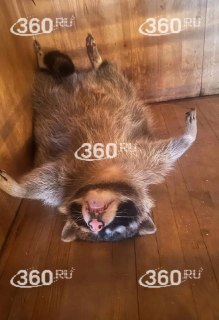 Иллюстрация 2