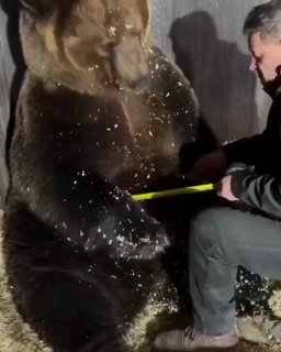Медведь обнял ветеринара во время осмотра