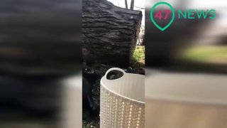 На берегу Малой Невы в Петербурге спасали нерпу с серьезными травмами