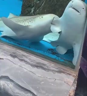 В океанариуме леопардовая акула пыталась «зафлиртовать» с сородичем, напугав посетителей