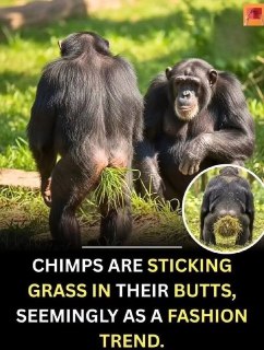 В Замбии шимпанзе начали следовать эстетической моде