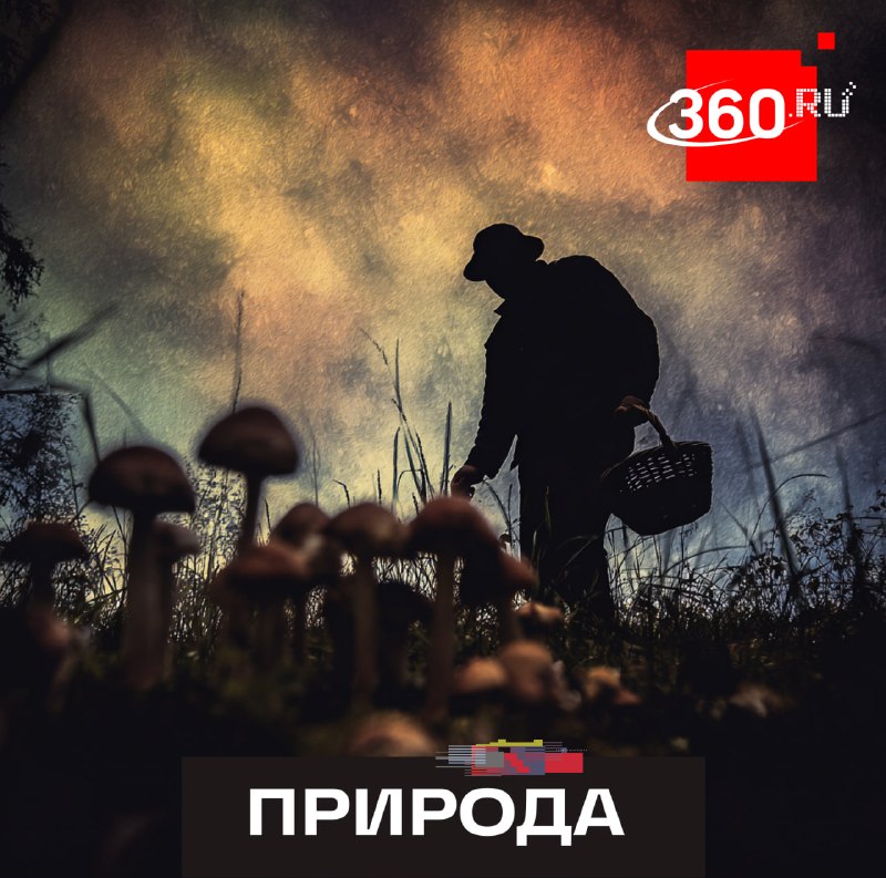 Похолодание продлит сезон сбора весенних грибов в Подмосковье