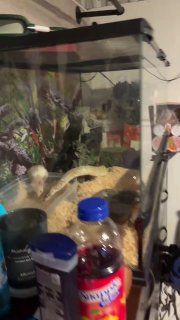 Девушка подружила питона и крысу