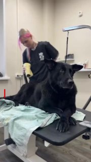 Лайфхак для владельцев кошек: как использовать iPhone для поиска клещей на шерсти