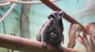 В Московском зоопарке родились редкие кошачьи лемуры