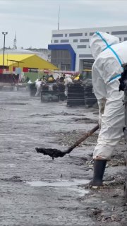 Волонтеры в Туапсе просят помощи в уборке пляжей от мазута и в помощи животным