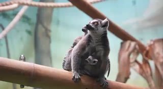 В Московском зоопарке родились детеныши кошачьих лемуров