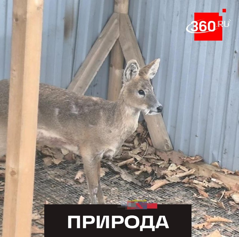 В Приморье спасают редкого водяного оленя, пострадавшего от собак