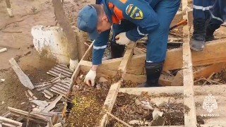 Тульские спасатели спасли трех котят в Дагестане при ликвидации последствий непогоды