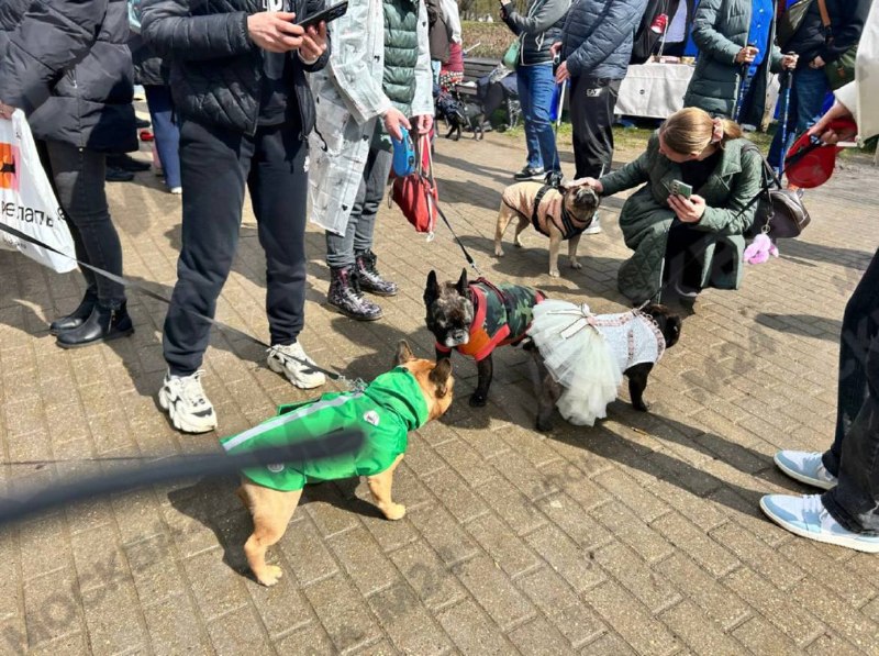 В Воронцовском парке прошел парад французских бульдогов