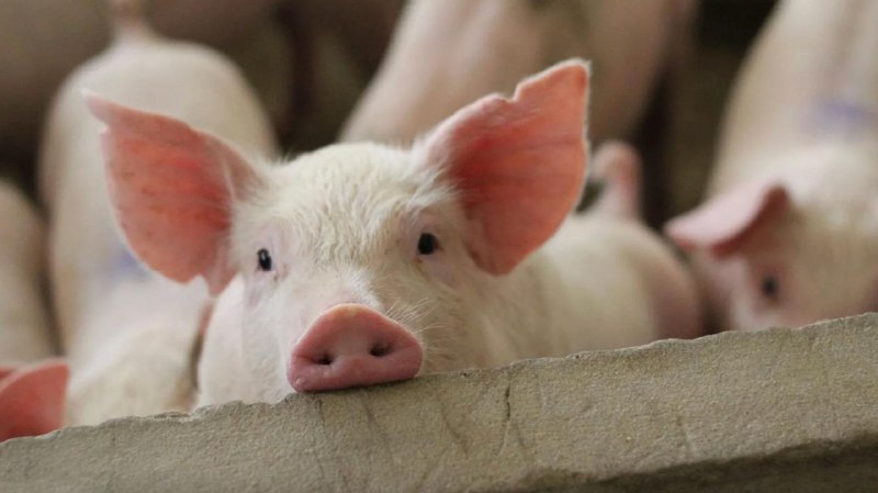 В РПЦ не видят проблемы в идее пересадки органов свиньи человеку