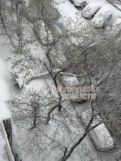 Апрельский снегопад в Москве привел к падению деревьев