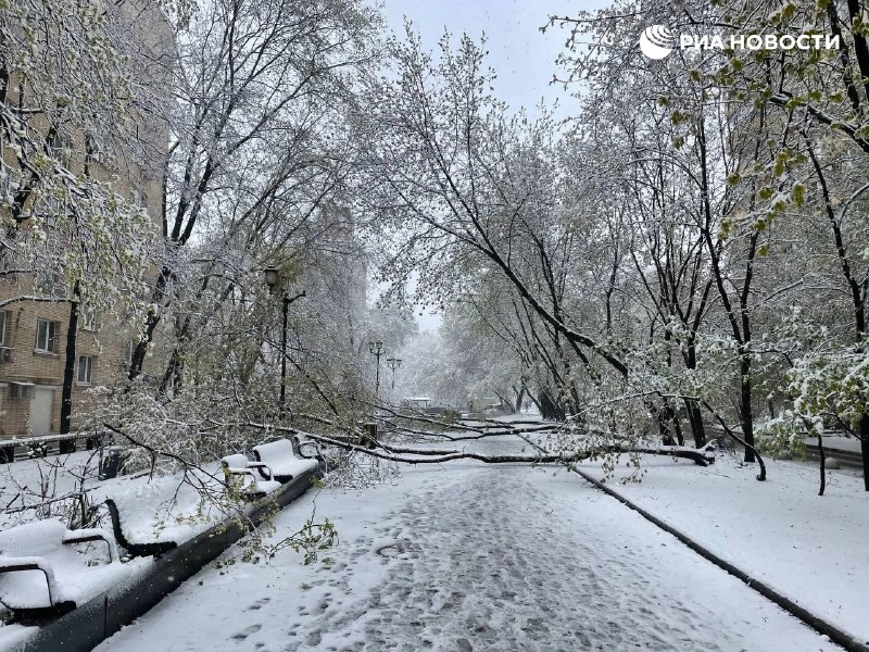 "Рваная" метель и снежные шквалы валят деревья в Москве