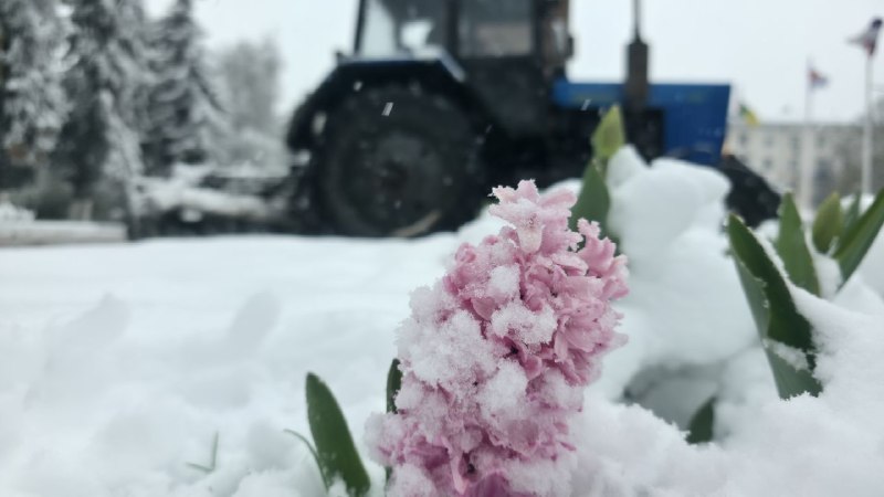 Цветы в московском регионе цветут вопреки метели и снегу