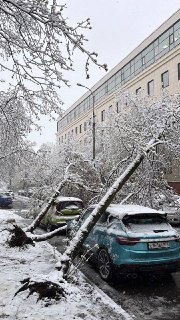 В Москве упавшие деревья заблокировали доступ к госучреждениям и повредили автомобили