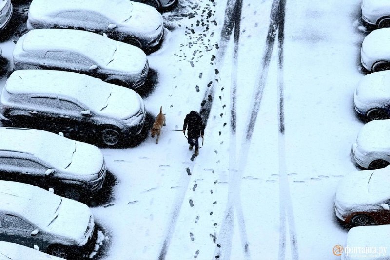 В Петербурге из-за сильного ветра закрыли Павловский парк