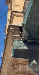 Семья голубей воссоединилась благодаря жителям дома на Большой Зелениной